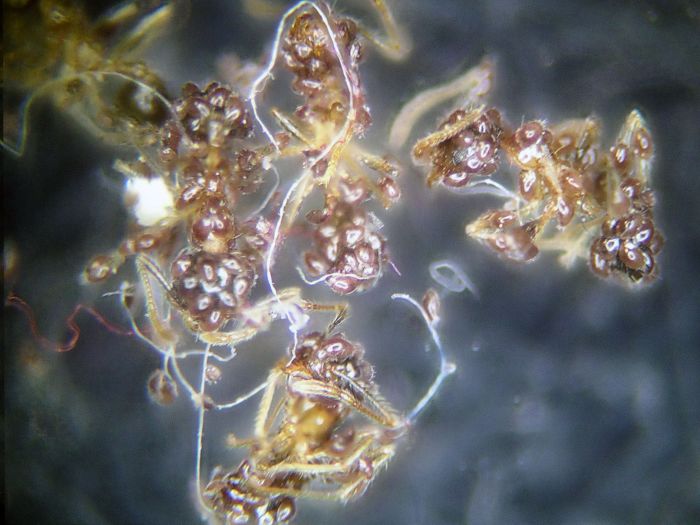 Pheidole megacephala slaughtered By parasitic mites 04