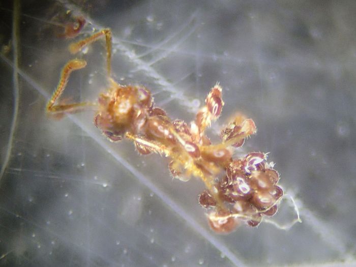 Pheidole megacephala slaughtered By parasitic mites 06