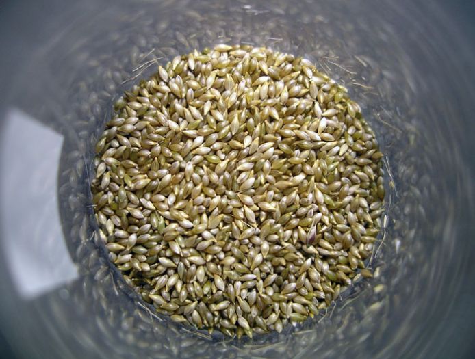 Grass seed