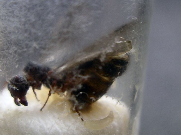 Liometopum occidentale Phorid Fly 02 Liometopum occidentale Phorid Fly 02