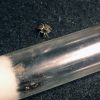 Salticidae eying My Camponotus yogi colony