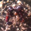 Pogonomyrmex rugosus In A brawl