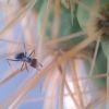 Myrmecocystus Sp. On cactus