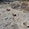 Acromyrmex versicolor nests   Summit Road, Mojave Desert 2