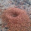 Acromyrmex versicolor mound made from dead Ironwood buds