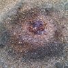 Acromyrmex versicolor nest entrance covered with leaves