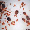 mites1