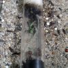 Plants In test tube