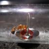 Ant Food Bowl