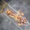 Pheidole megacephala slaughtered By parasitic mites 06