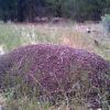 Formica ravida Nest - San Bernardino Mountains 5-15-2014