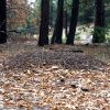 Formica ravida Nest   San Bernardino Mountains 8 12 2014