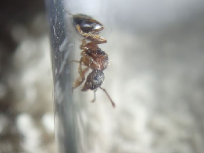 myrmica6