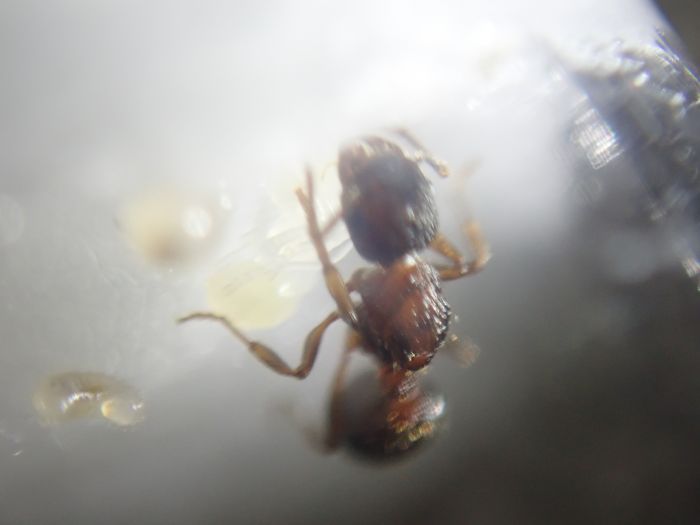 myrmica8