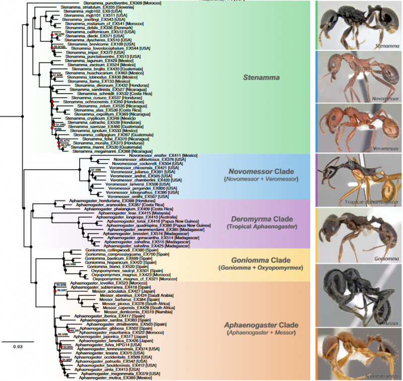 Stenammini Phylogeny - Branstetter et al., 2022