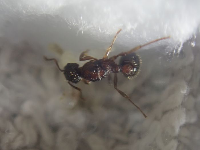 myrmica5