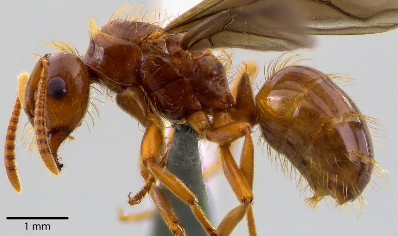 antweb1041732 P 1 high