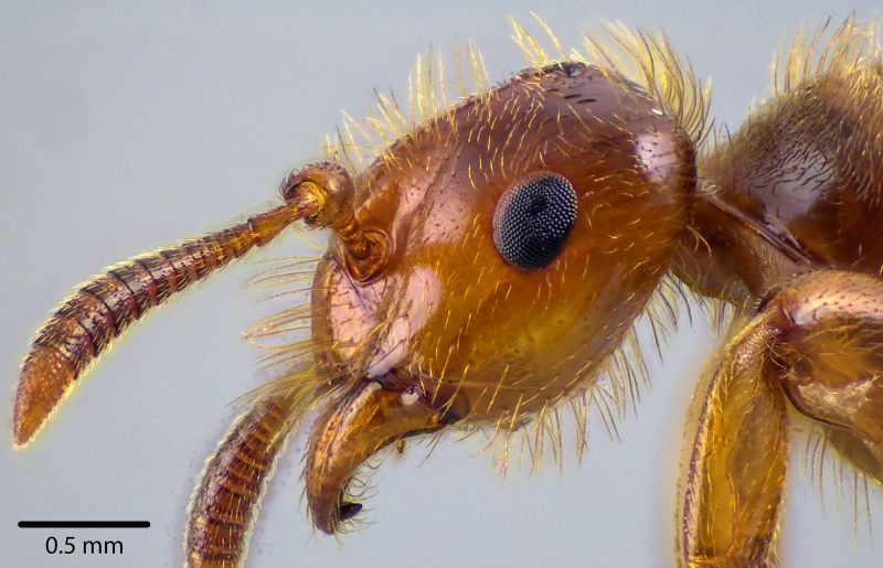 antweb1041735 P 2 high