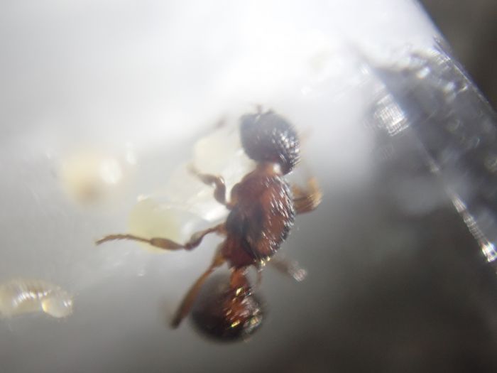 myrmica7