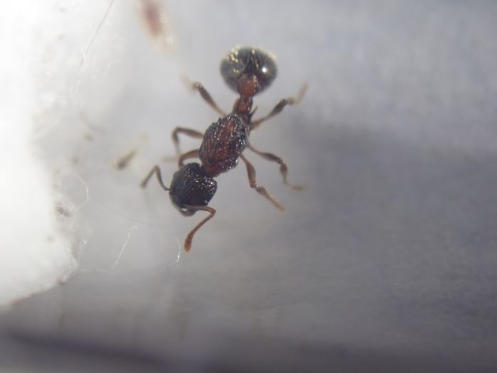 myrmica