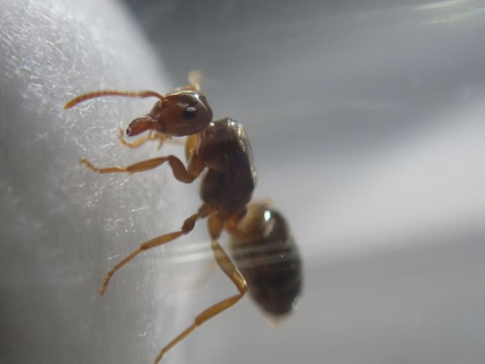 Parasiticlasius