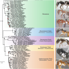 Stenammini Phylogeny - Branstetter et al., 2022