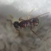 myrmica5