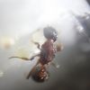 myrmica7