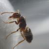 Parasiticlasius