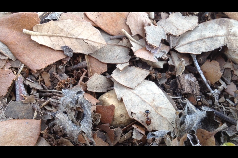 Pheidole sp. Soldier