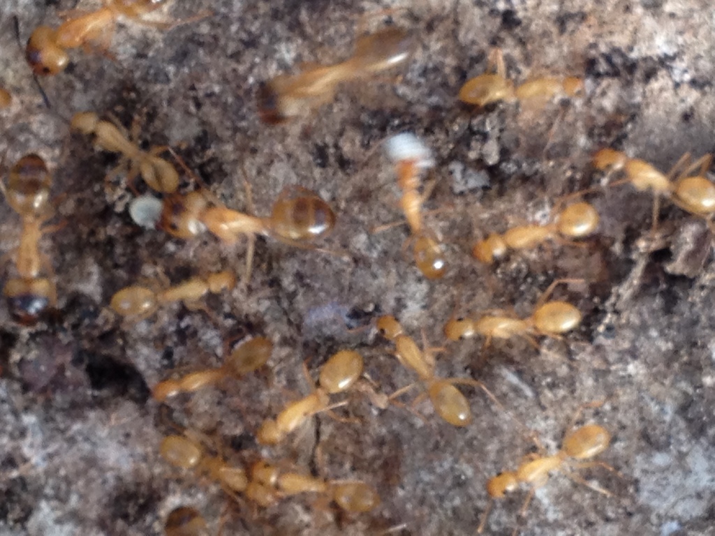 Camponotus festinatus Colony