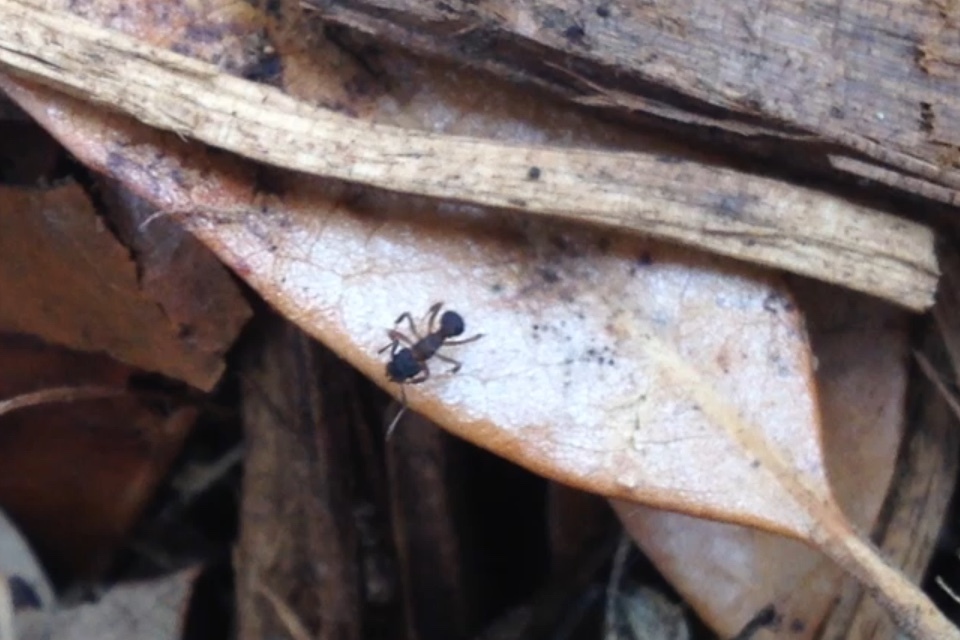 Cyphomyrmex rimosus Worker