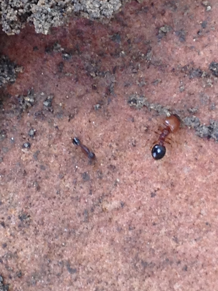 Pheidole Worker and Soldier