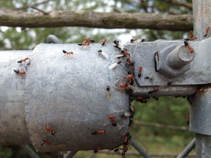 Crematogaster laeviuscula Workers and Alates