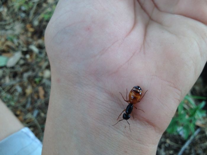 Camponotus ocreatus Dealate Queen