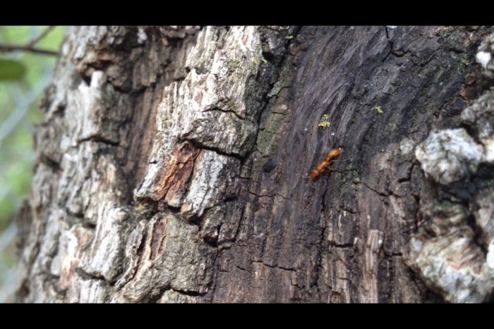 Pseudomyrmex apache Worker