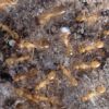 Camponotus festinatus Colony