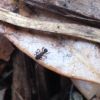 Cyphomyrmex rimosus Worker