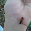 Camponotus ocreatus Dealate Queen