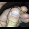 Camponotus festinatus Alate/Dealate Queen