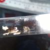 Fungus update