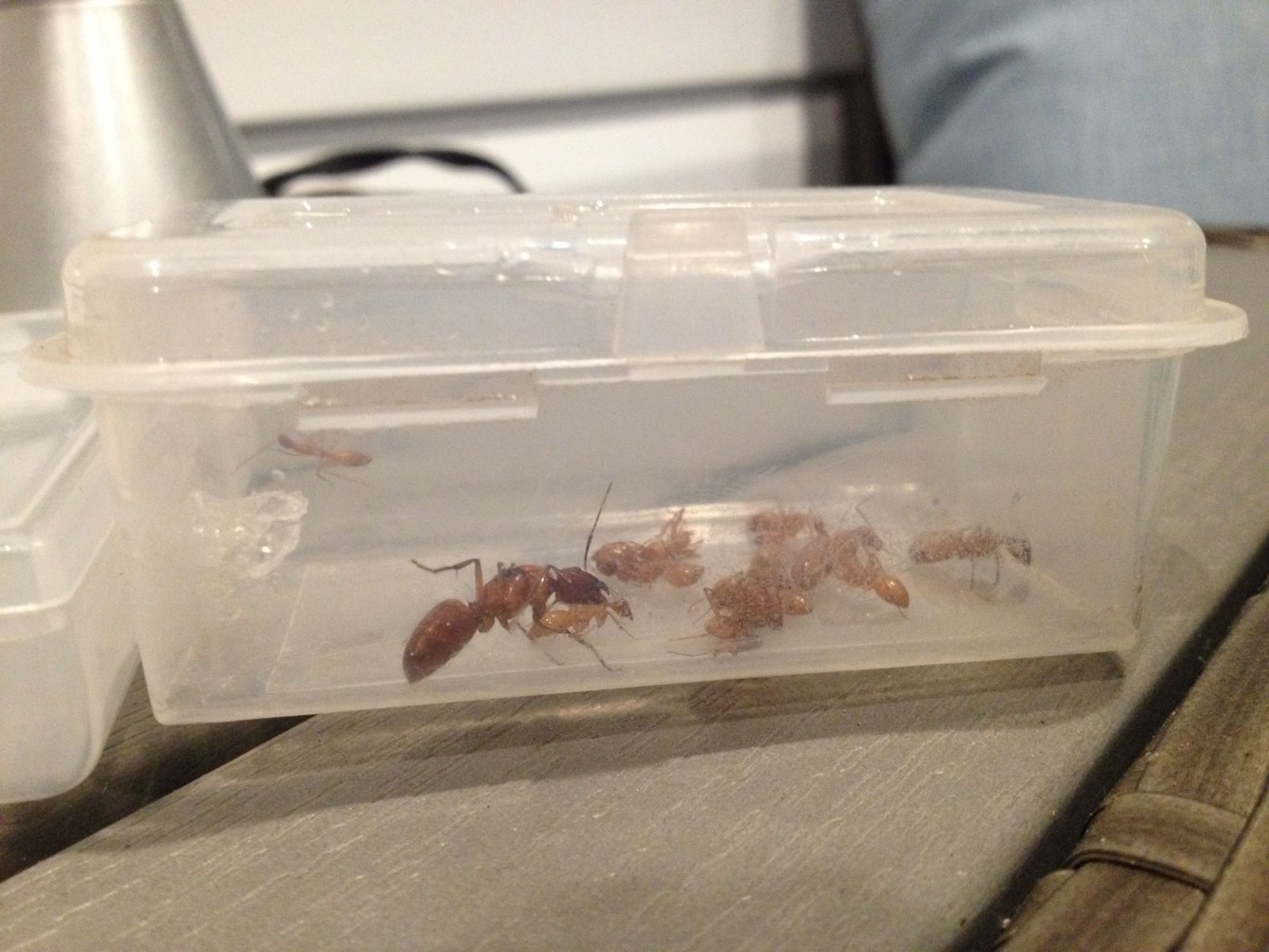 Camponotus castaneus Colony in Outworld