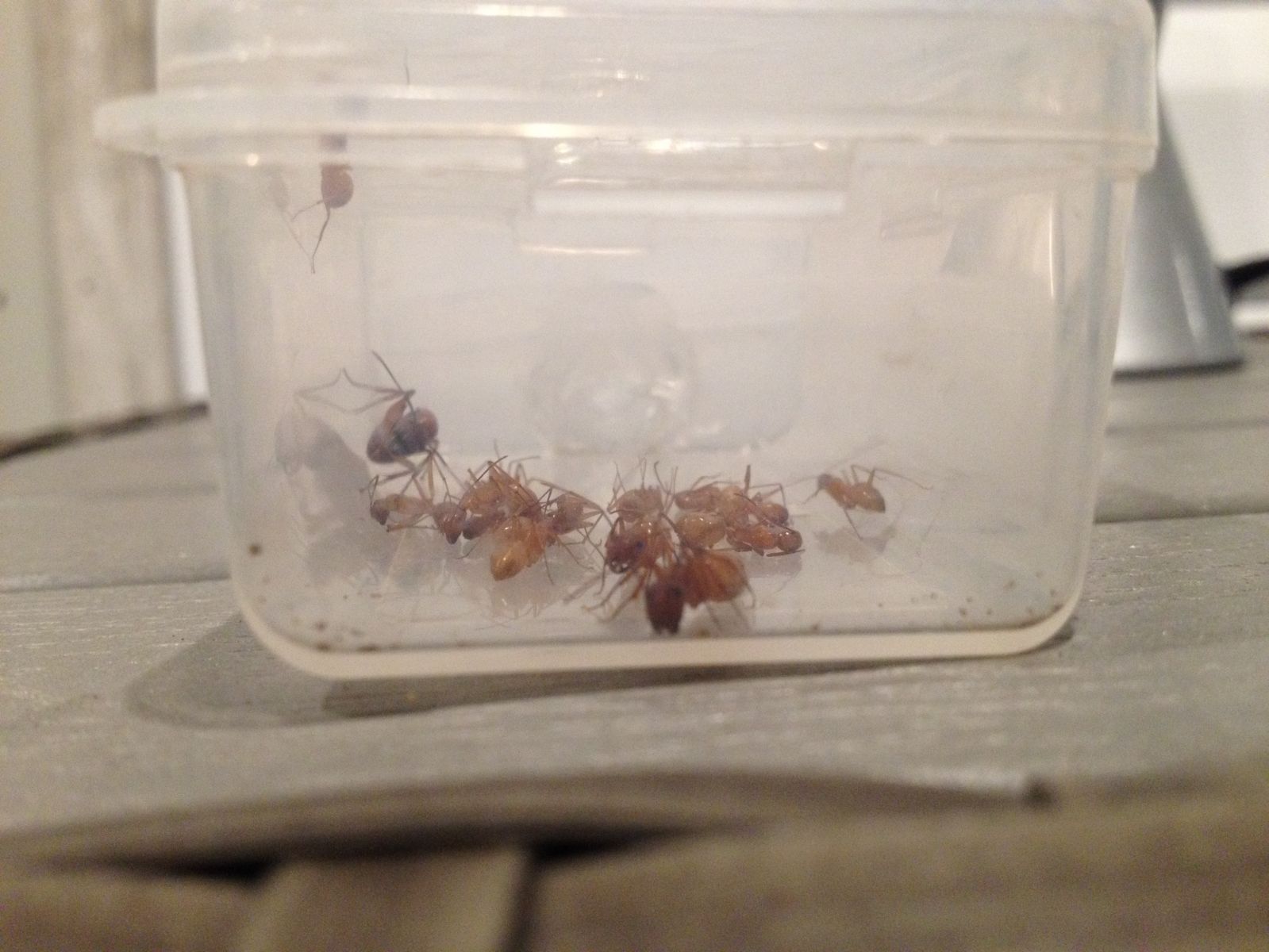 Camponotus castaneus Colony in Outworld 3
