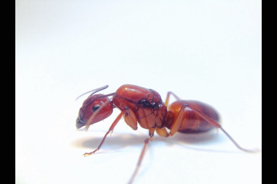Camponotus castaneus Queen