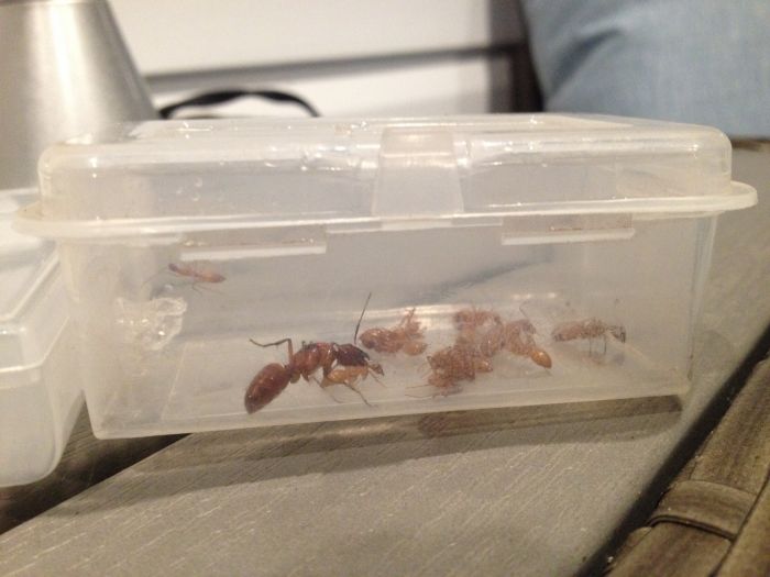Camponotus castaneus Colony in Outworld