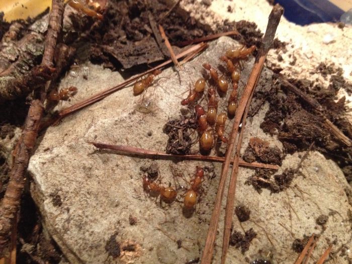 Ants Exploring New Nest