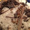 Ants Exploring New Nest