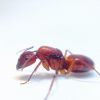 Camponotus castaneus Queen