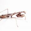 Stagmomantis carolina(Carolina Mantis)