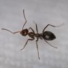 Ants 1_Jean_quail canyon